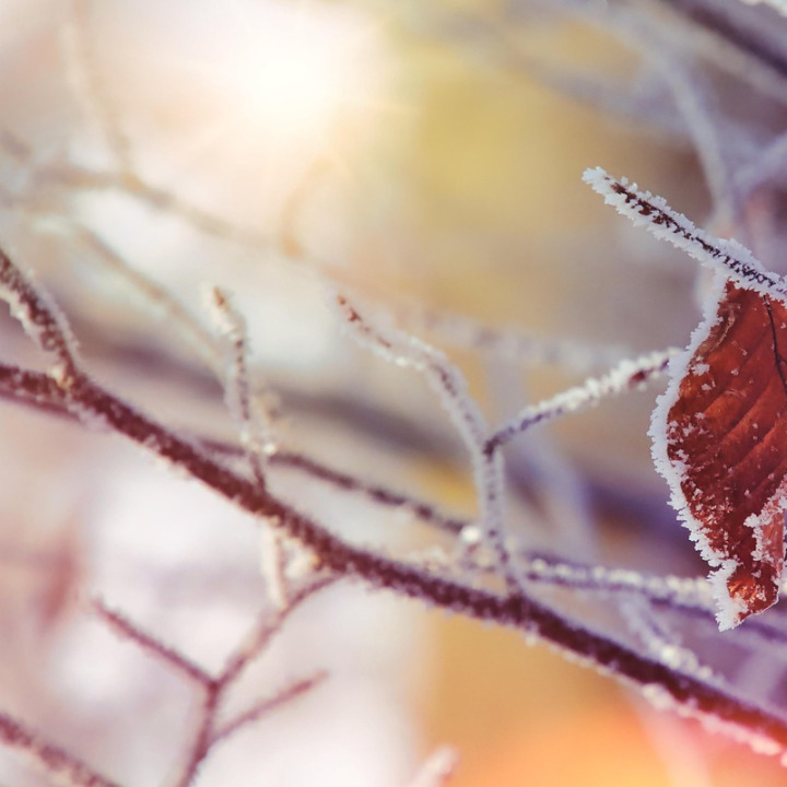 leaf cleanup fall lawn