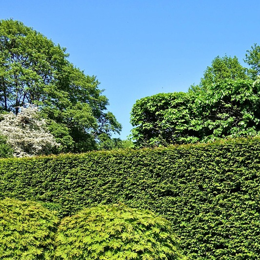 hedge trimming bushes