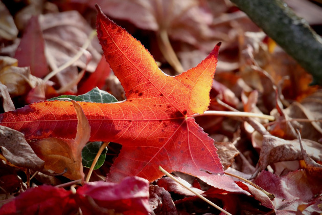 leaf cleanup fall lawn